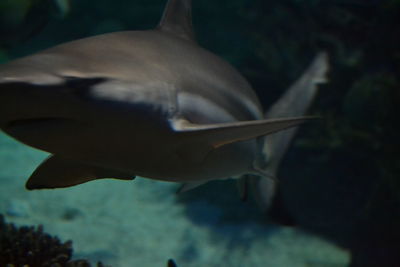 Close-up of fish swimming in aquarium