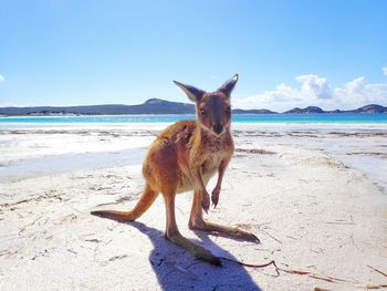 Cat on the beach