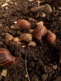 High angle view of shells on field