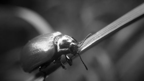 Close-up of snail