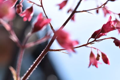 Close-up of pink flowers
