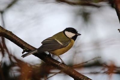 Close-up of great tit perching on branch