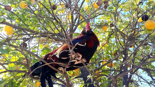 Low angle view of lizard on tree against sky
