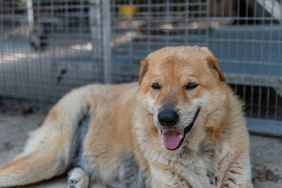 Portrait of dog in cage