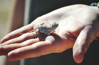 Close-up of small lizard on hand