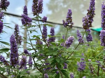 Close-up of purple flowers blooming on tree