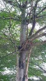 Low angle view of tree