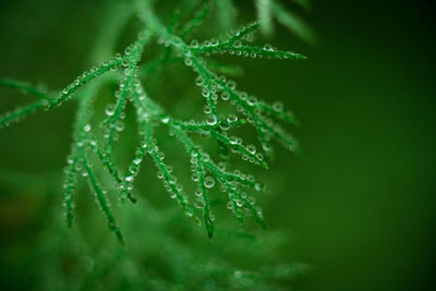 Close-up of wet plant leaves