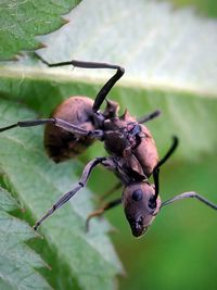 Close-up of insect on leaf