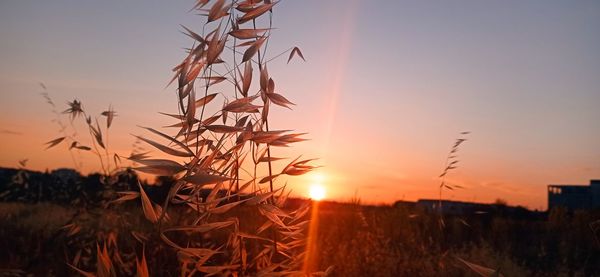 Scenic view of field against sky at sunset