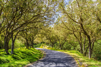 Narrow pathway along trees