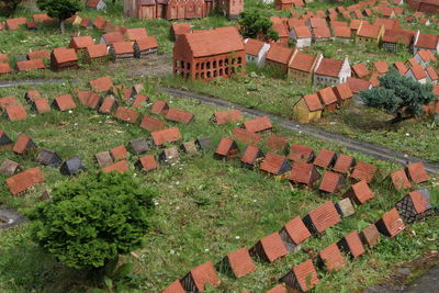 High angle view of plants in garden