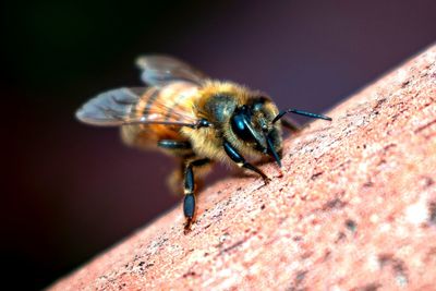 Close-up of bee