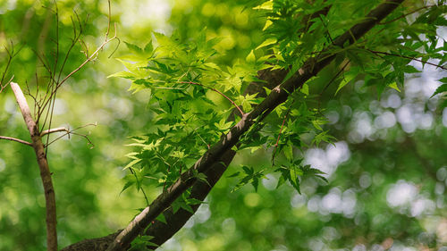 Close-up of fresh green plant