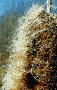 Close-up of plant against white background