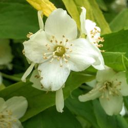 Close-up of white flowers