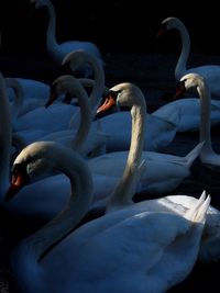 Close-up of swan swimming in lake