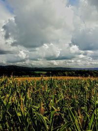 Scenic view of agricultural field against sky