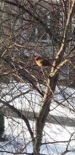 Close-up of bird perching on bare tree