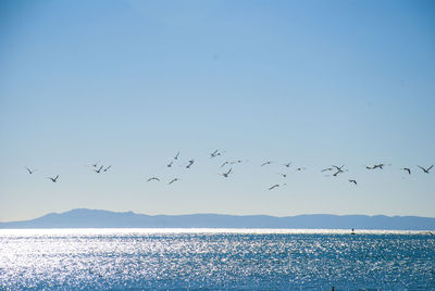 Flock of birds flying over sea against clear blue sky on sunny day