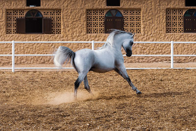 White arabian horse in stable