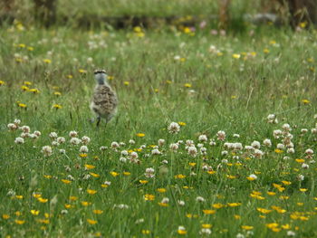 grassland