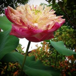 Close-up of pink flower