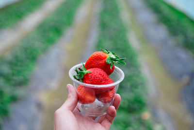 Cropped image of hand holding strawberry