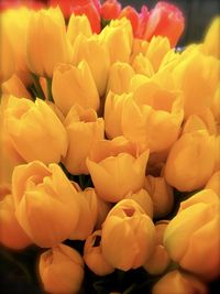 Detail shot of yellow flower