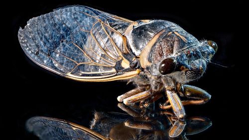 Close-up of insect against black background