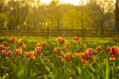 Close-up of flowering plants on field