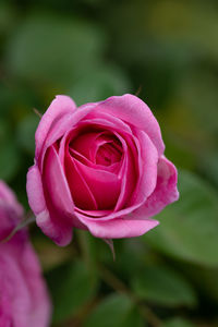 Close-up of pink rose