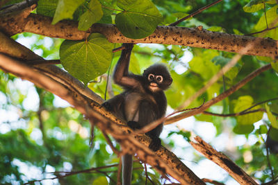 Small monkey sitting in tree