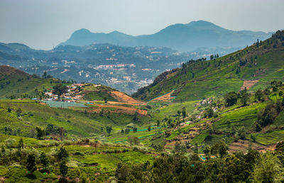 Tea gardens in the foothills of western ghat