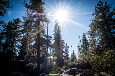 Low angle view of sunlight streaming through trees in forest