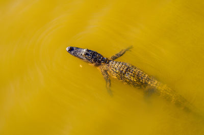 High angle view of turtle in water