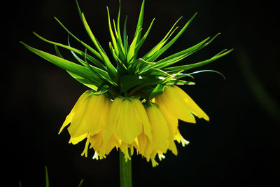 Close-up of yellow flowering plant against black background