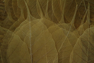 Full frame shot of dry leaves