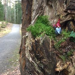 Close-up of tree trunk amidst rocks in forest