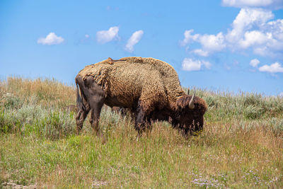 American bison - bison bison - just beginning to shed its coat in yellowstone national park, wy, usa