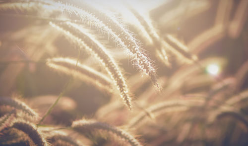 Close-up of grass on field