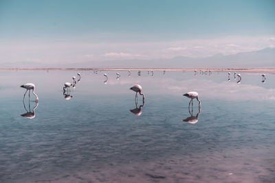 Group of flamingos searching for food in salt lagoon in atacama desert