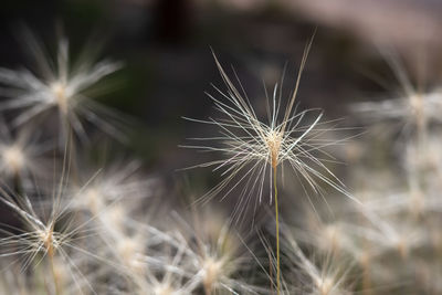 Close-up of dandelion on plant