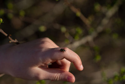 Close-up of hand holding stick