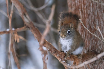 A tree squirrel squirrel on a branch in winter