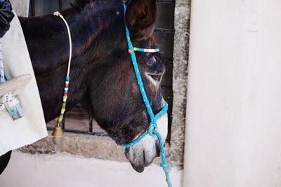 A donkey in the street