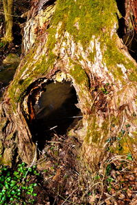 Tree by water