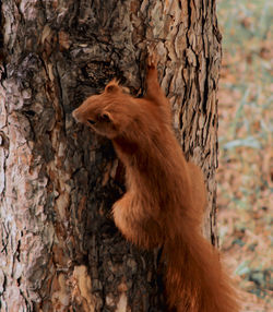 Close-up of cat on tree trunk