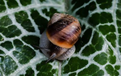 Close-up of snail on water