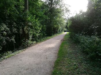Empty road along trees